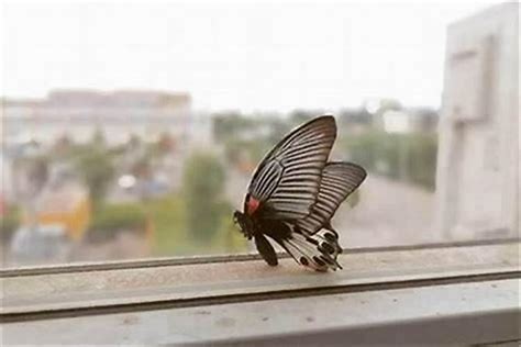 吊運方法 大蝴蝶飞进家里代表什么